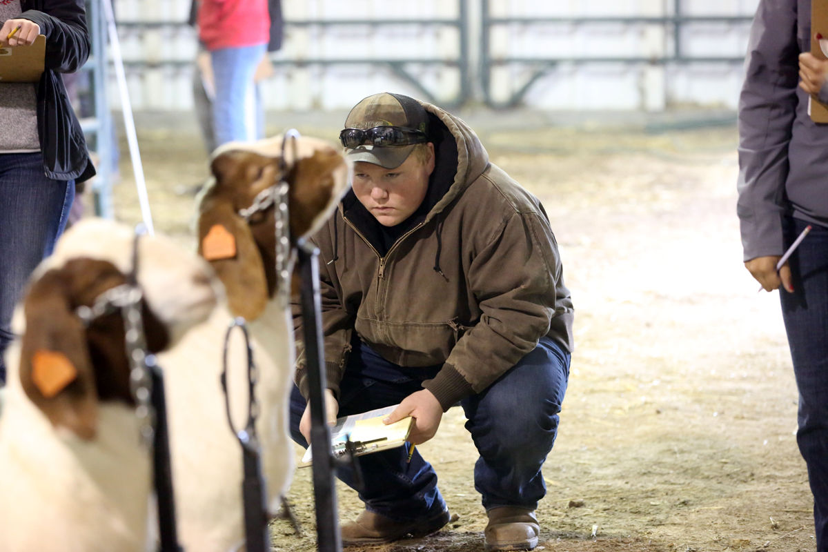 FFA Livestock Judging (10).JPG